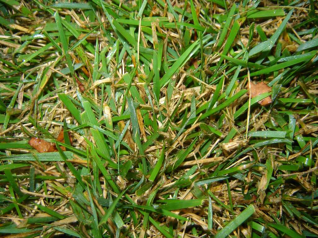 Dollar Spot